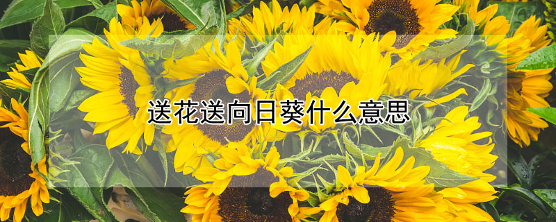 送花送向日葵什么意思 花送向日葵是什么意思