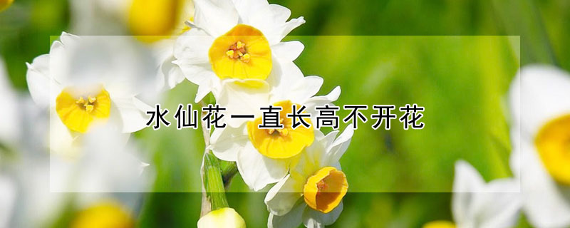 水仙花一直长高不开花 为什么水仙花只长高不开花