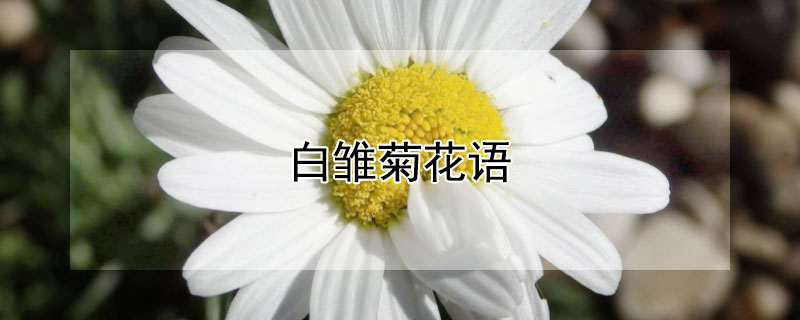 白雏菊花语 白雏菊花语是什么意思