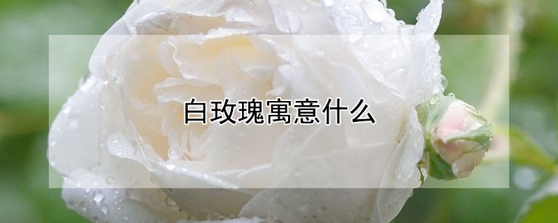 白玫瑰寓意什么（19朵白玫瑰寓意什么）