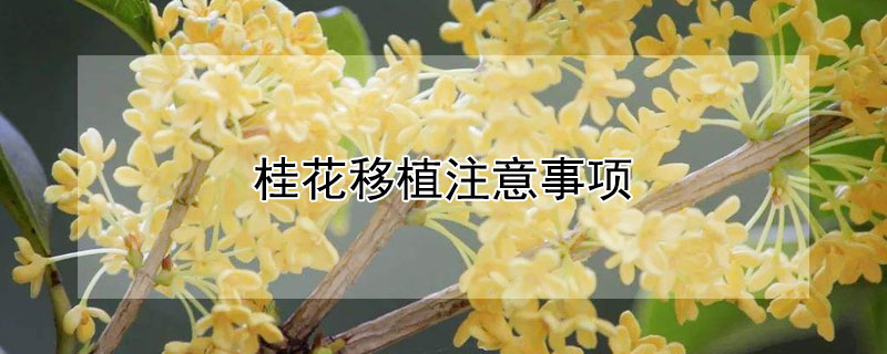 桂花移植注意事项（桂花的移植注意事项）