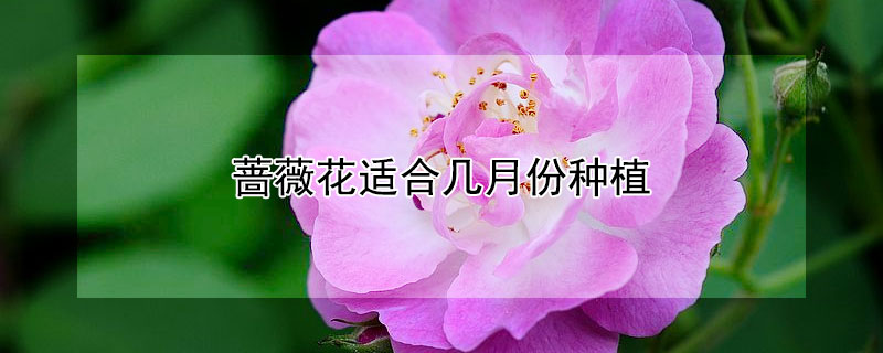 蔷薇花适合几月份种植（蔷薇适合几月份栽种）