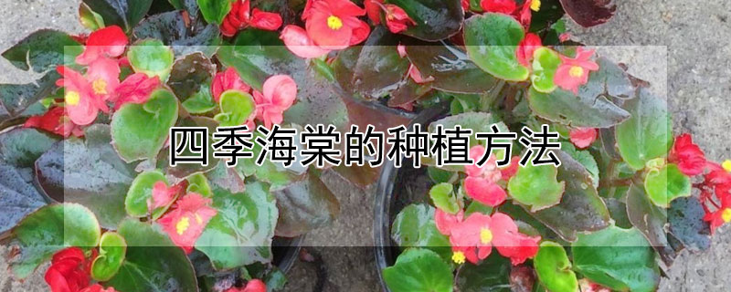 四季海棠的种植方法（四季海棠 种植方法）