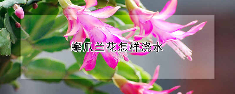 蠏爪兰花怎样浇水（蠏爪兰开花后是否应该控制浇水）