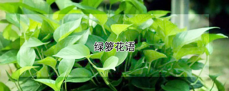 绿箩花语（绿箩花语言）