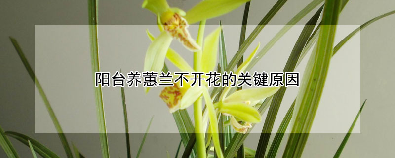 阳台养蕙兰不开花的关键原因（为什么养的蕙兰不开花）