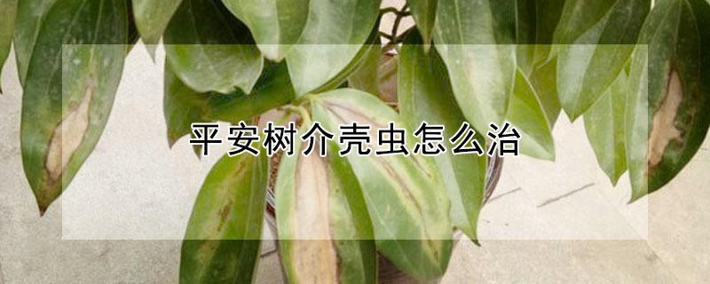 平安树介壳虫怎么治 平安树生介壳虫快速治疗方法