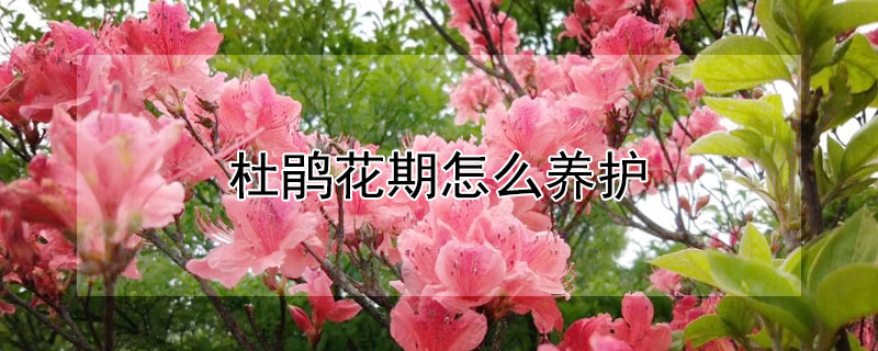 杜鹃花期怎么养护 杜鹃花花期过后怎么养护