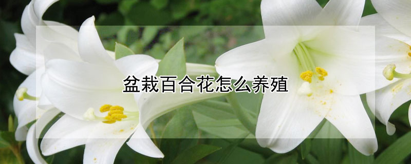 盆栽百合花怎么养殖（怎样养殖百合花）