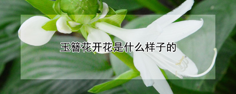 玉簪花开花是什么样子的 花叶玉簪开什么花