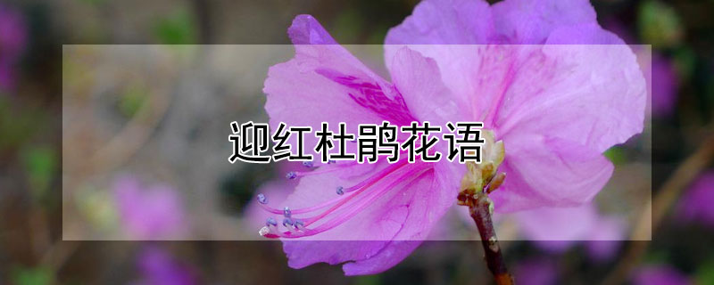 迎红杜鹃花语 迎红杜鹃寓意