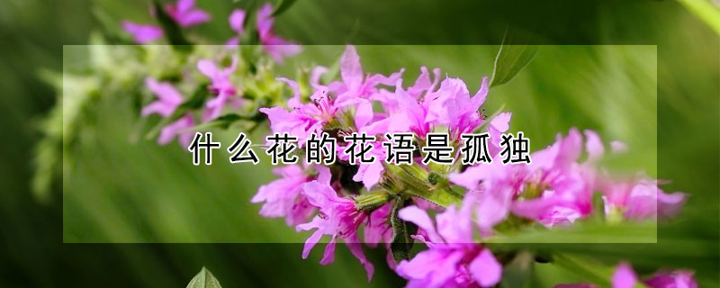 什么花的花语是孤独 什么花的花语是孤独终老