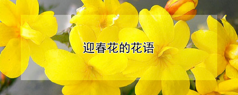 迎春花的花语（迎春花的花语是什么象征）