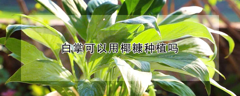 白掌可以用椰糠种植吗 白掌的种植方法