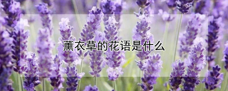 薰衣草的花语是什么（薰衣草的花语是什么语）