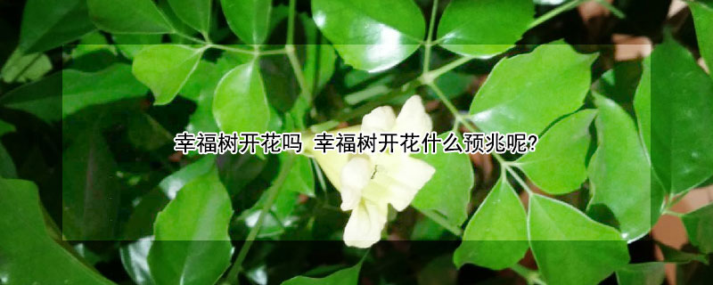 幸福树开花吗（幸福树开花吗?几年一开花）