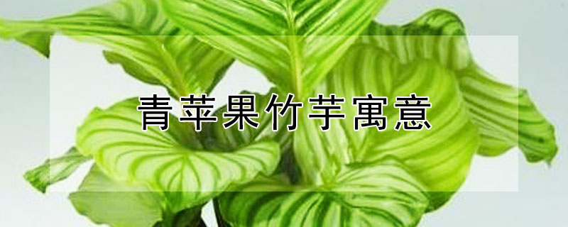 青苹果竹芋寓意（苹果竹芋的寓意是什么）