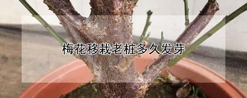 梅花移栽老桩多久发芽 梅花桩什么时候发芽