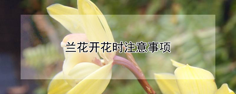 兰花开花时注意事项（兰花开花期的注意事项）