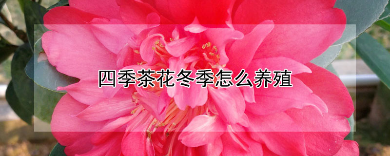 四季茶花冬季怎么养殖（四季茶花冬季养殖方法和注意事项）