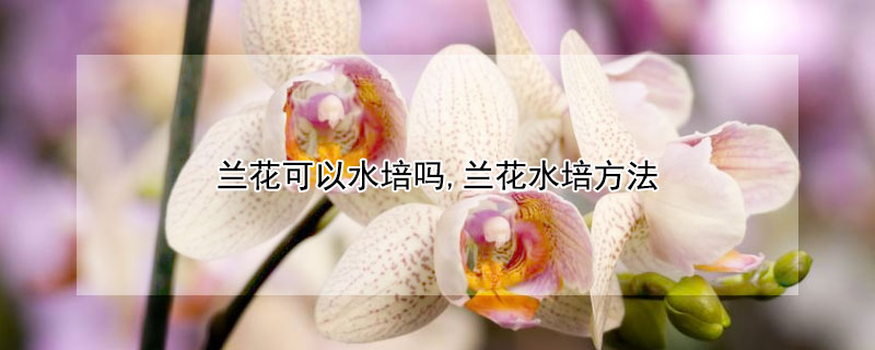 兰花可以水培吗,兰花水培方法（兰花可以水培吗兰花水培方法如下）