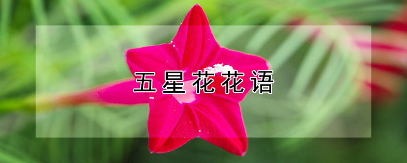 五星花花语 星语花花语