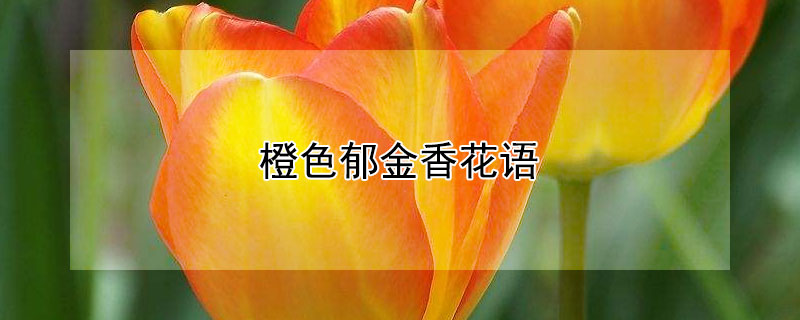 橙色郁金香花语 橙色郁金香花语象征与寓意