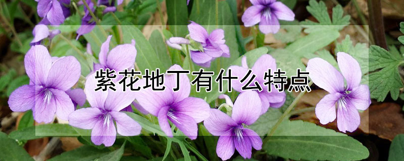 紫花地丁有什么特点（紫花地丁有两种）