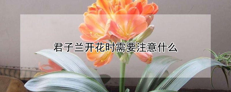 君子兰开花时需要注意什么（君子兰开花应该注意什么）