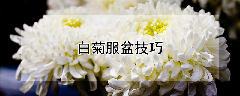 白菊服盆技巧 白菊服盆期间怎么浇水