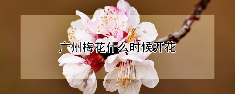 广州梅花什么时候开花