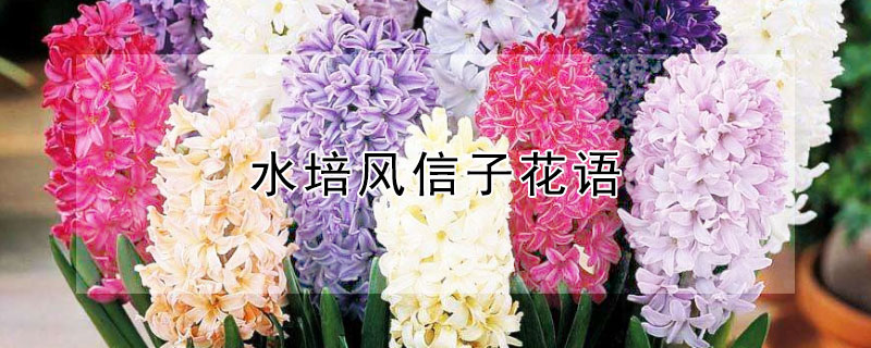 水培风信子花语 水培风信子花语是什么