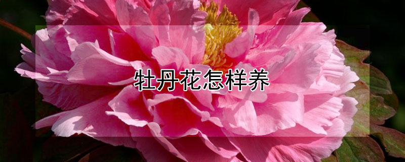 牡丹花怎样养（牡丹花怎样养护）