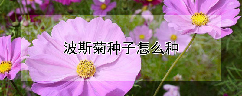 波斯菊种子怎么种（波斯菊种子怎么种植）