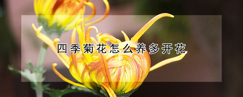 四季菊花怎么养多开花（四季菊花好养吗）