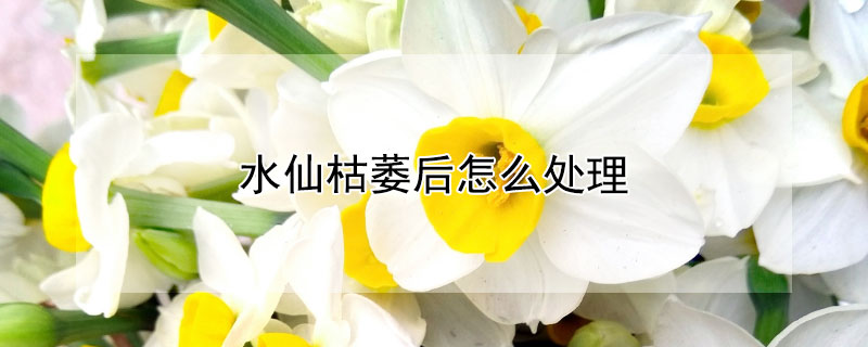 水仙枯萎后怎么处理 水仙花干枯了怎么办