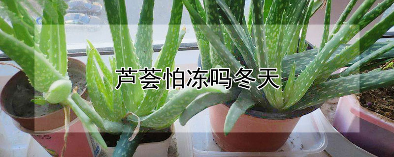 芦荟怕冻吗冬天（芦荟怕不怕冻）