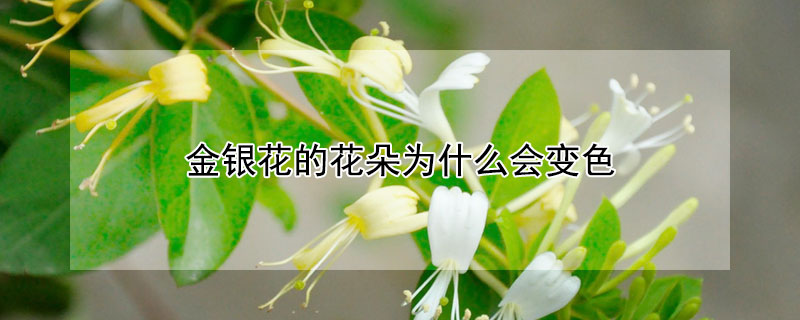 金银花的花朵为什么会变色 金银花的花朵为什么会变色为了什么