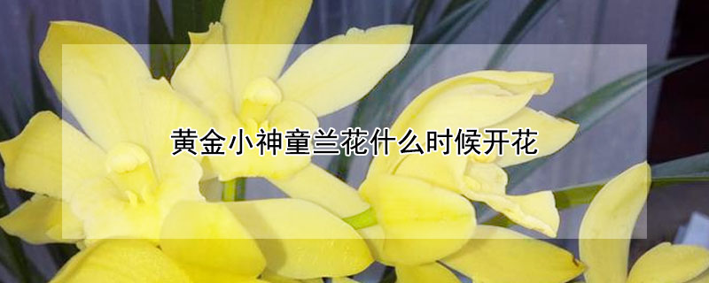 黄金小神童兰花什么时候开花 黄金小神童兰花什么时候开花,一