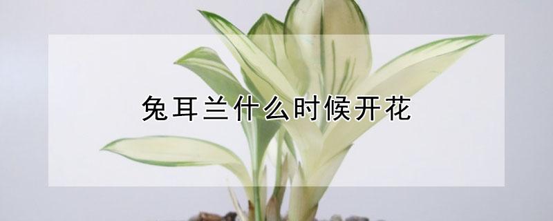 兔耳兰什么时候开花（兔耳兰花期能开多长时间）