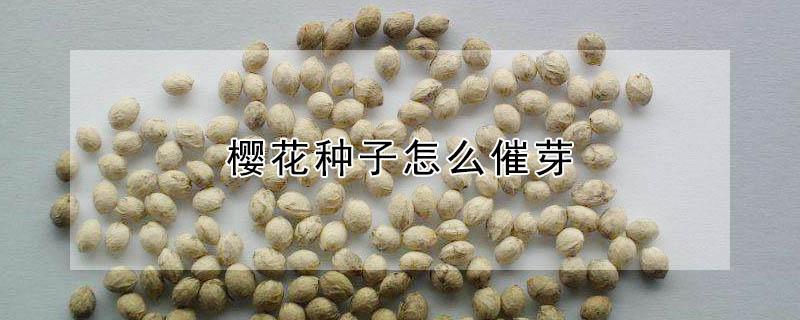 樱花种子怎么催芽 樱花种子如何催芽