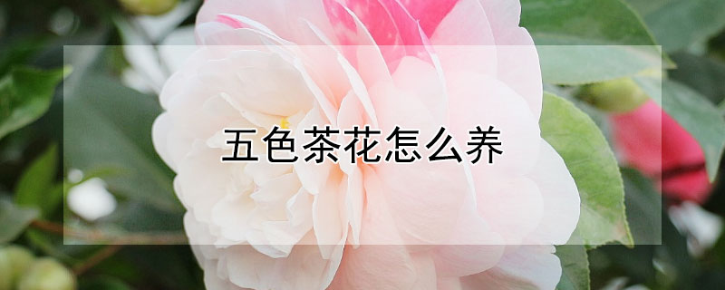 五色茶花怎么养（五色茶花怎么养植）