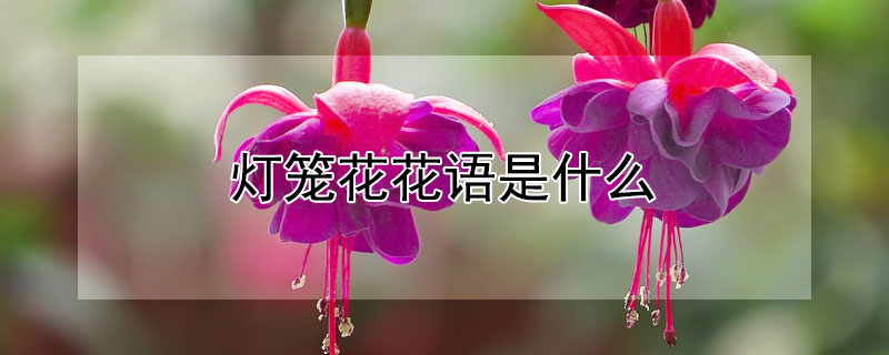 灯笼花花语是什么（灯笼花含义）