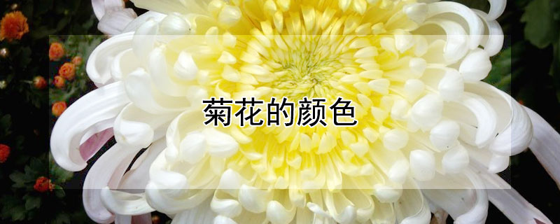 菊花的颜色 菊花的颜色代表什么象征意义