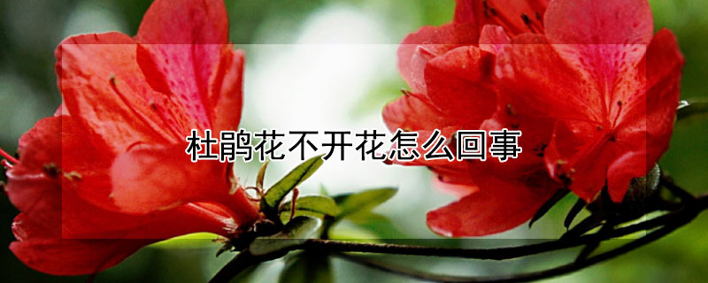 杜鹃花不开花怎么回事 杜鹃花不开花了怎么办