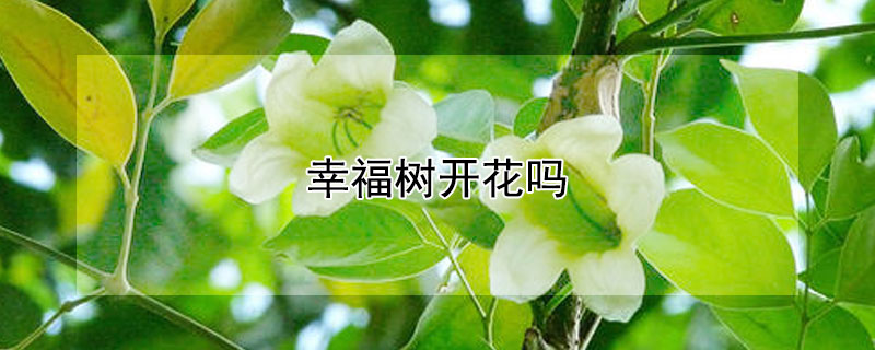 幸福树开花吗 幸福树开花吗?