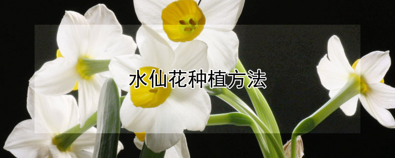 水仙花种植方法 水仙花种植方法水培