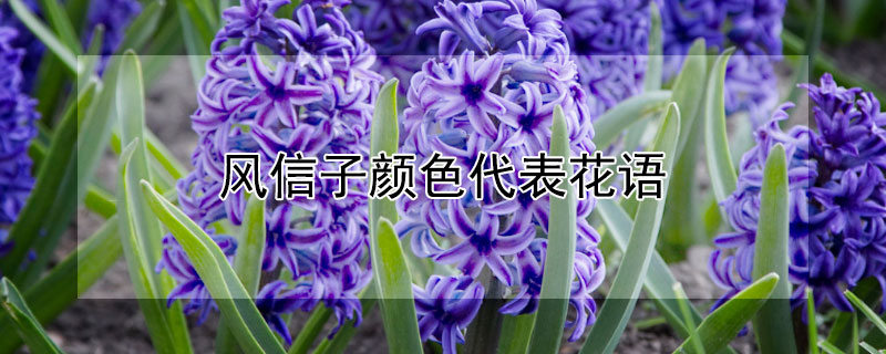 风信子颜色代表花语 风信子花语及象征意义