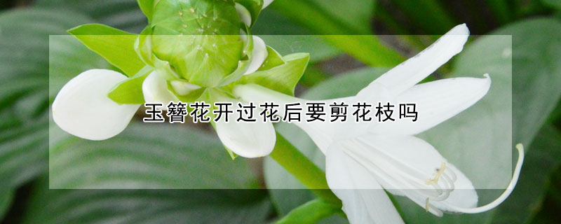 玉簪花开过花后要剪花枝吗 玉簪花开花后要修剪么?