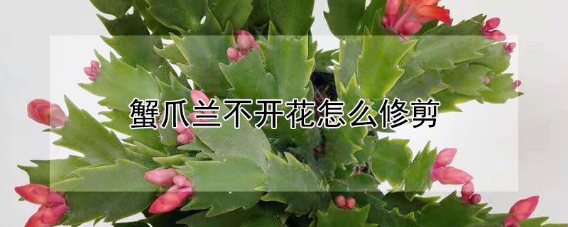 蟹爪兰不开花怎么修剪（蟹爪兰开过花以后怎么修剪）